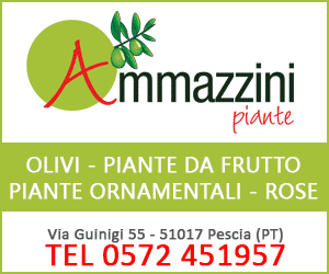 Ammazzini Piante Vivaio a Pescia (PT) - Olivi, Piante da Frutto, Rose, Piante ornamentali
